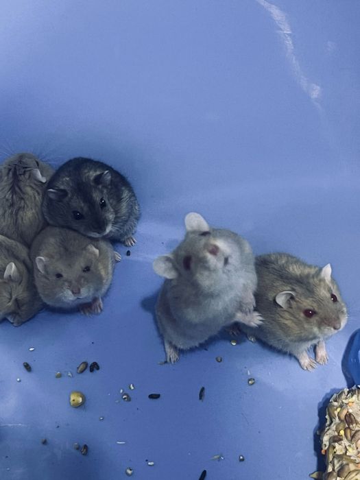 Джунгарик хомʼяк джунгарскі хомʼяки