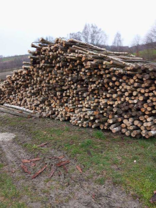 Kołki, słupki, bale, paliki do malin,sadu, na ogrodzenie,stemple 2,5m
