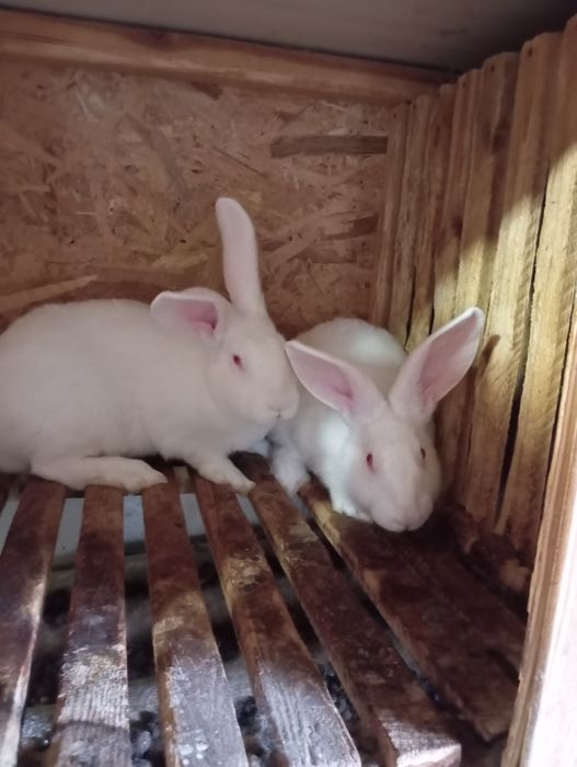 Кролі термонска біла