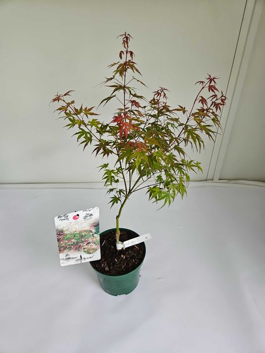 Klon palmowy 'Phoenix' (Acer palmatum 'Phoenix')