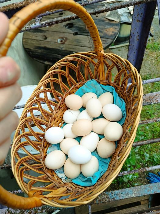 Яйцо бентамки продам