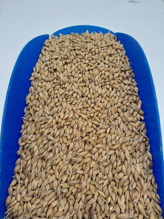 Sprzedam Jęczmień jary