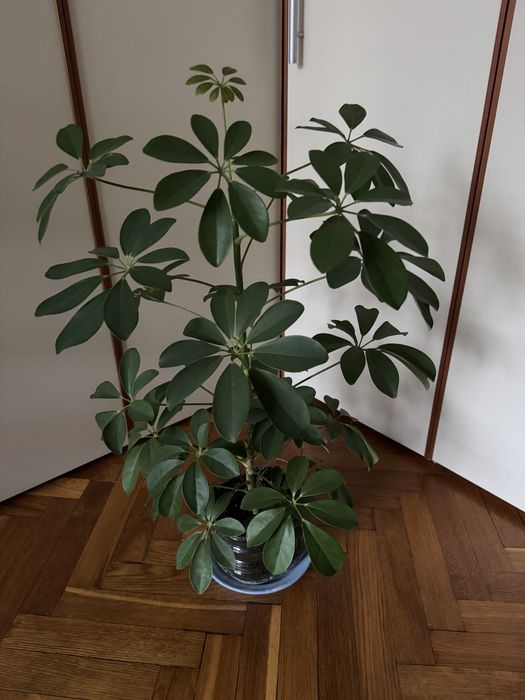 Шефлера 2-3 года