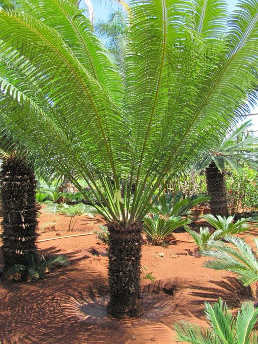 Cyca circinalis - cica rara