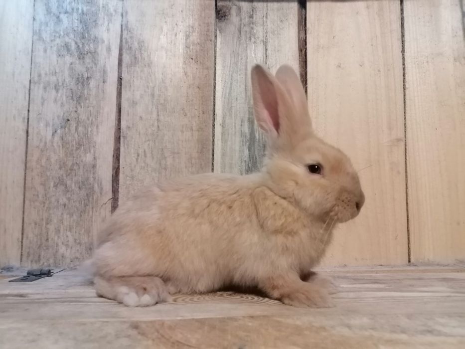 Olbrzym Srokacz Żółty Izabela Samiczki