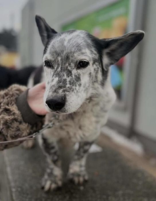 6 letnia Sunia Rita szuka domku