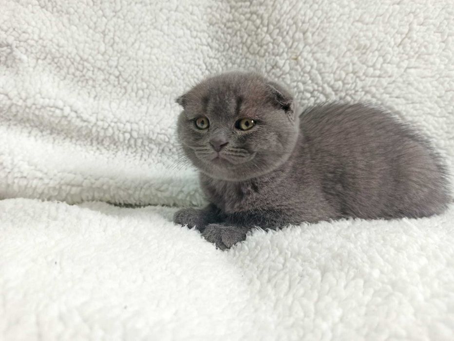 Gatinho Scottish fold