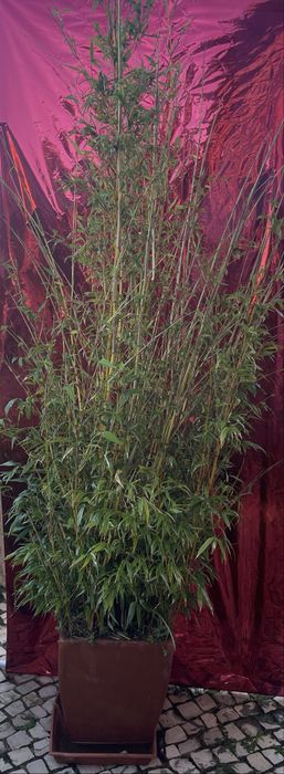 Plantas diversas em vasos (crassula, espada s.jorge, bambu)