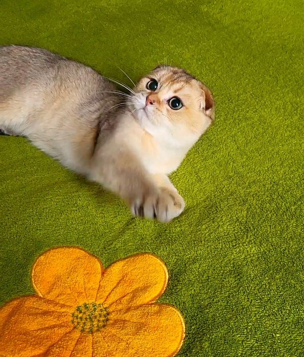 Золота шиншила,хлопчик.