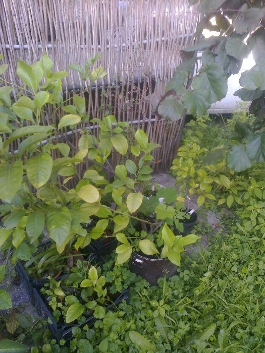саджанці лимона,каламондіна