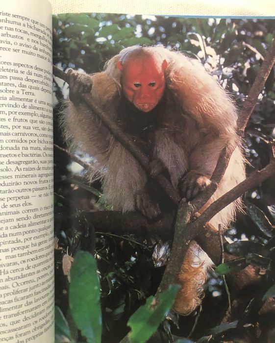Livro "Onde Vivem Nossos Bichos" (5 grande biomas do Brasil)