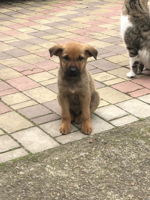 Цуценята в хороші руки