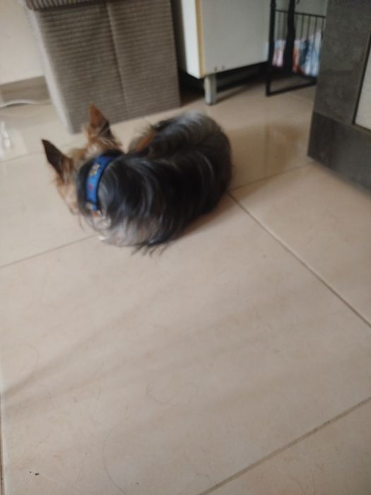 Yorkshire Terrier lindíssimo