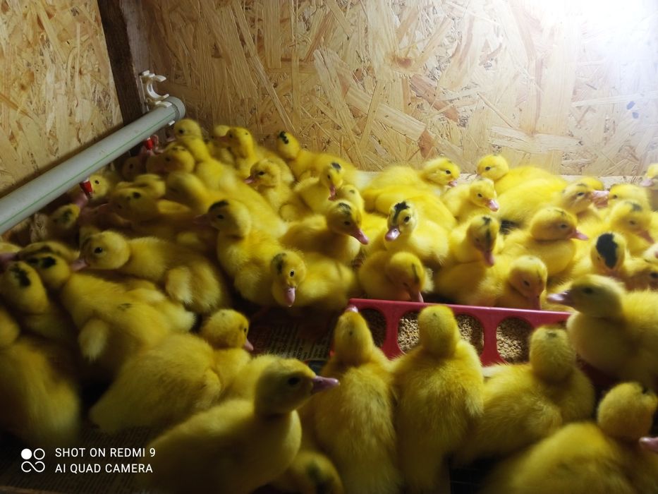 Курчата-каченята