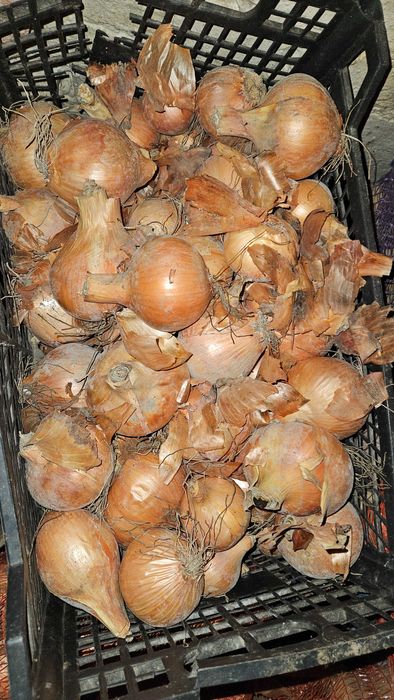 Продам картоплю велику , морква , буряк кормовий цибуля