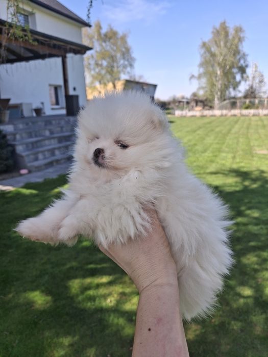 Szpic miniaturowy pomeranian