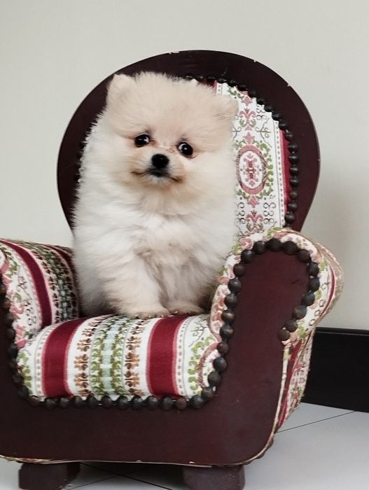 Szpic miniaturowy pomeranian piesek samiec