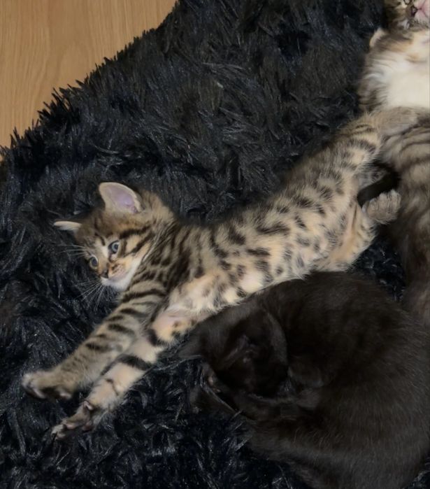 Котик шукає дім, 1 місяць