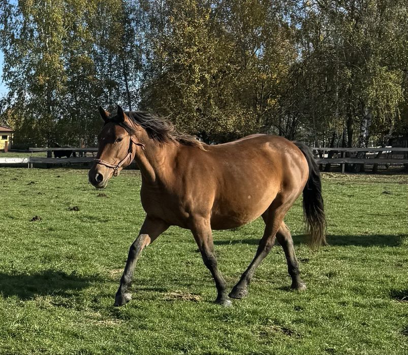 Sprzedam klacz typ szlachetny