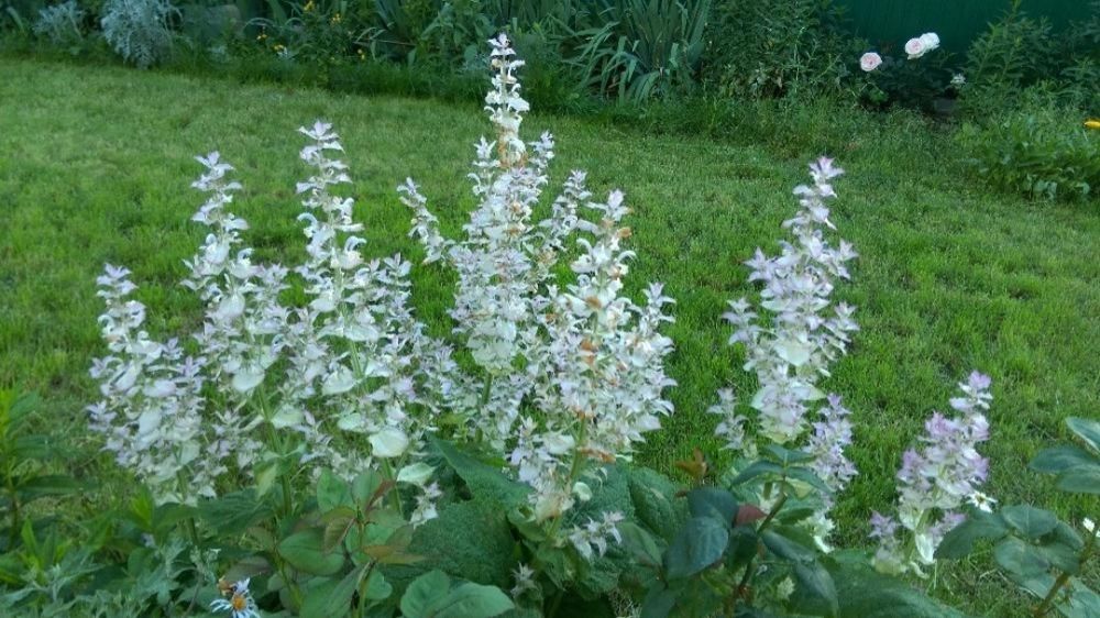 Шалфей муск. лікарський АРОМАТНИЙ  багаторічник