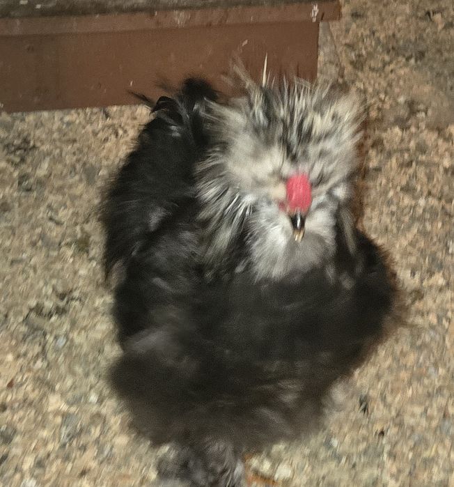 Kogut mottled czarny