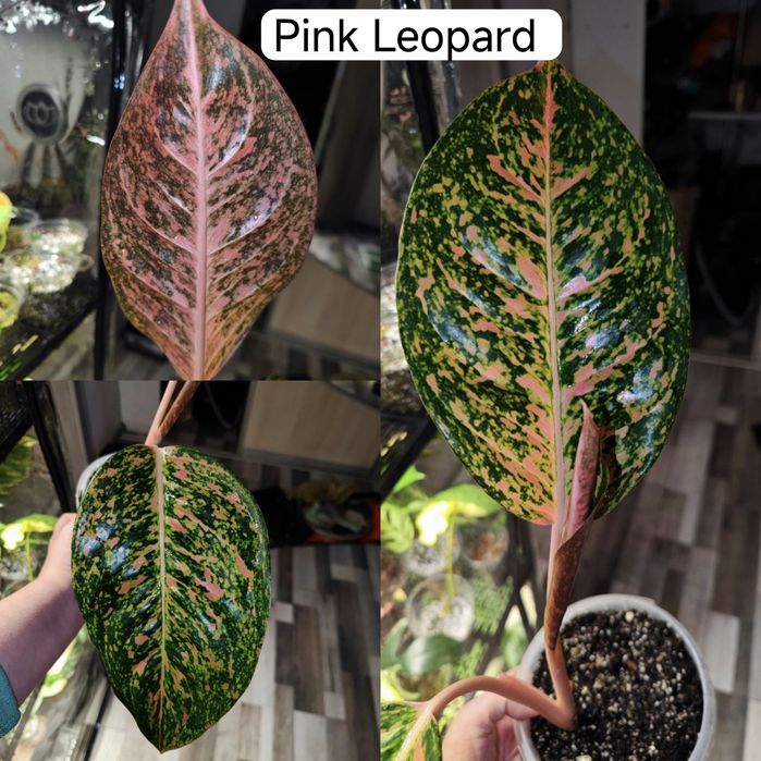 Аглаонеми Lemon Mint, Grand blossom, Spicy pink, Guava pink