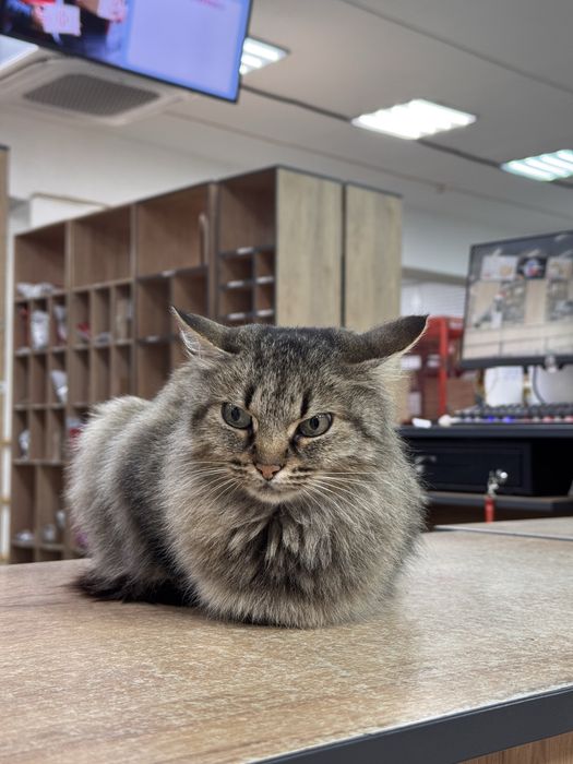 Киця у люблячу сімʼю