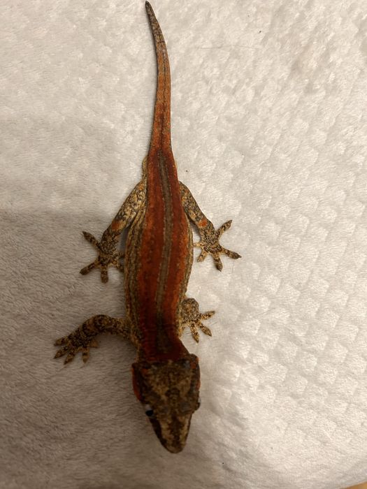 Gekon gargulcowaty. Tylko koszalin.