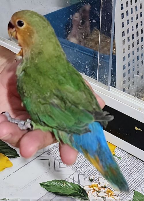 Agapornis 100% Domesticado