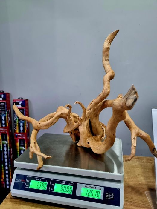 Korzenie spider, pień bagienny, szybko tonące duże i małe red driftwoo