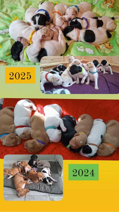 Pointer wyżeł angielski- rezerwacja na szczeniaka maj 2026