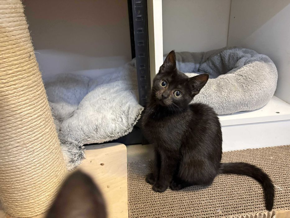 Czarna piękność do adopcji