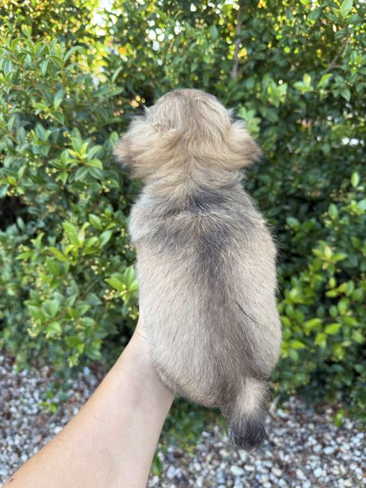 Excelente mini menino Chihuahua/Chiuaua LinhagemRussa de Qualidade