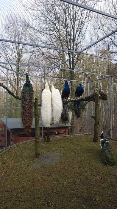 Sprzedam białe pawie samce