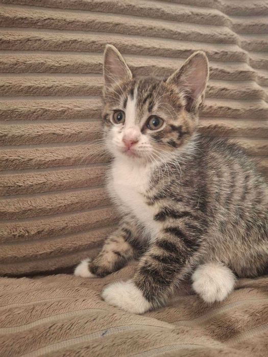 Віддамо кошенят в добрі руки