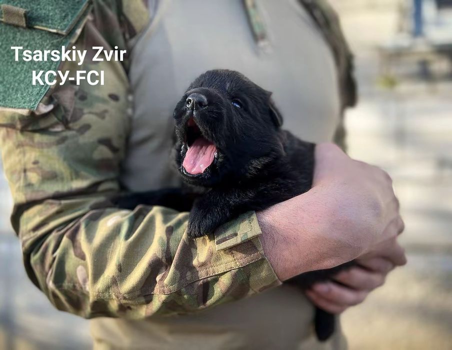 Немецкая овчарка рабочего разведения