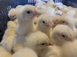 Бройлер цыпленок суточный