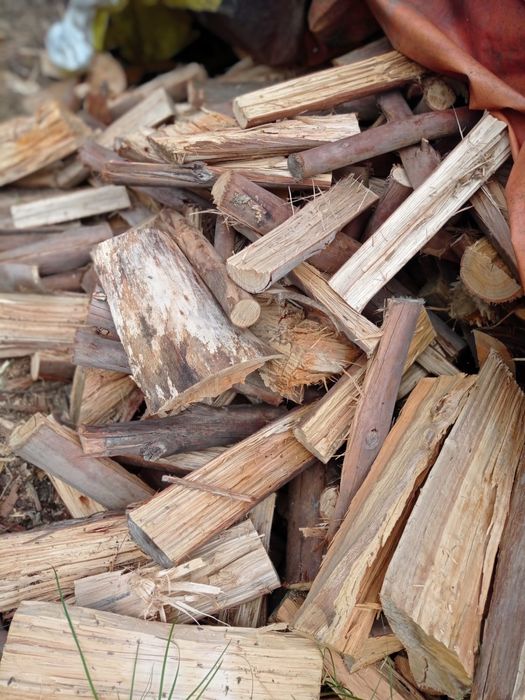 Eucalipto para venda