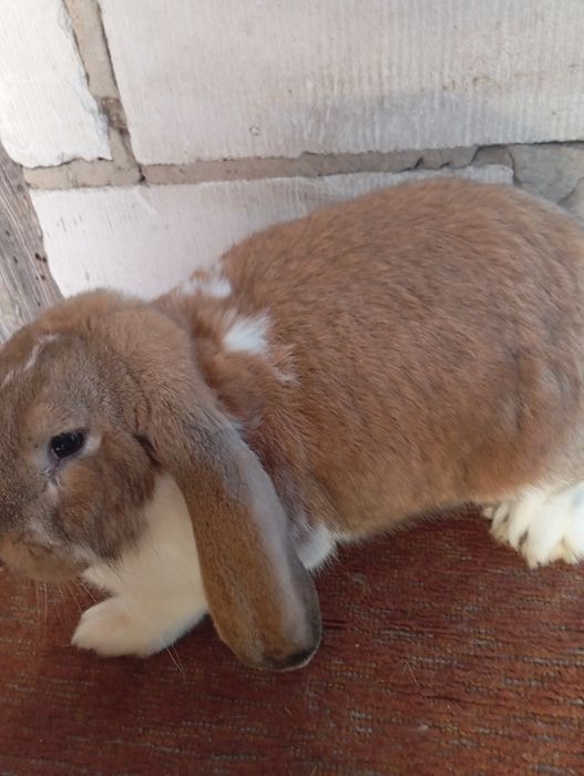 Baran francuski zakocone samice