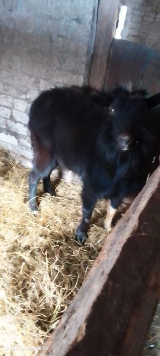 Продам козла за нормальною ціною