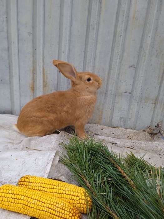 Кролі Бургундські