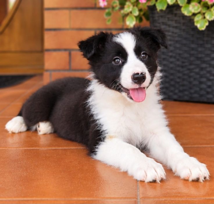 Border Collie Suczka Czarno Biała