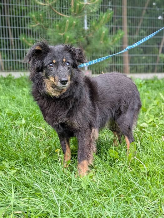 Twix puchaty seniorek, którego los nie oszczędzał do adopcji!