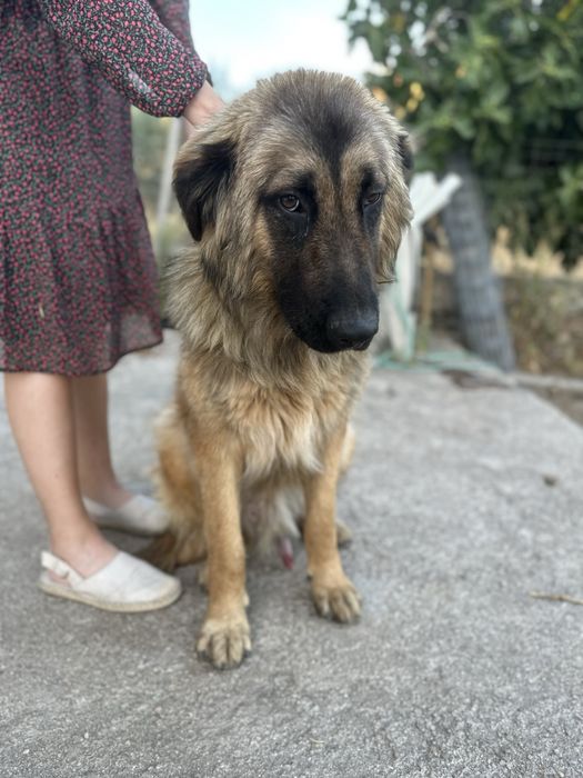 Cão Serra da Estrela para Adoção Responsável