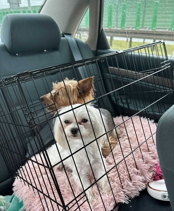 Клітка для собак, котів металева Вольєр для тварин Переноска‼️Нова‼️