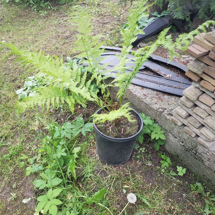 Туя смарагд папороть