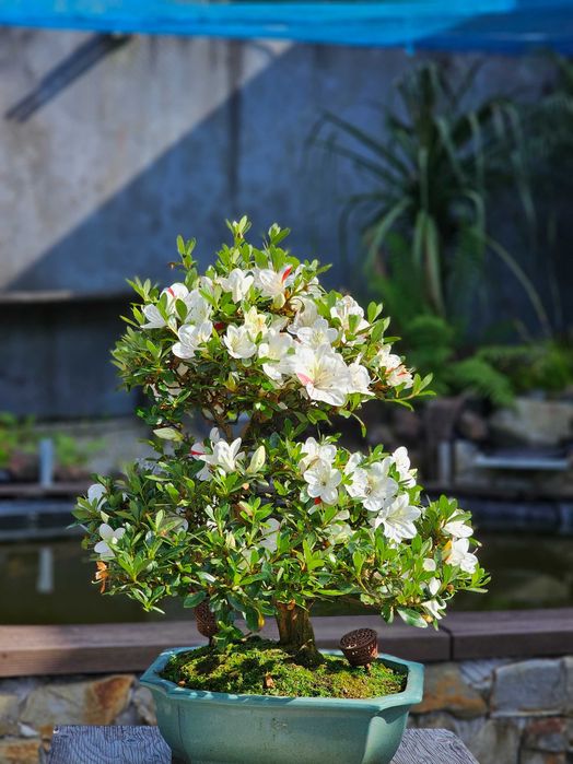 Bonsai azalea satzuki