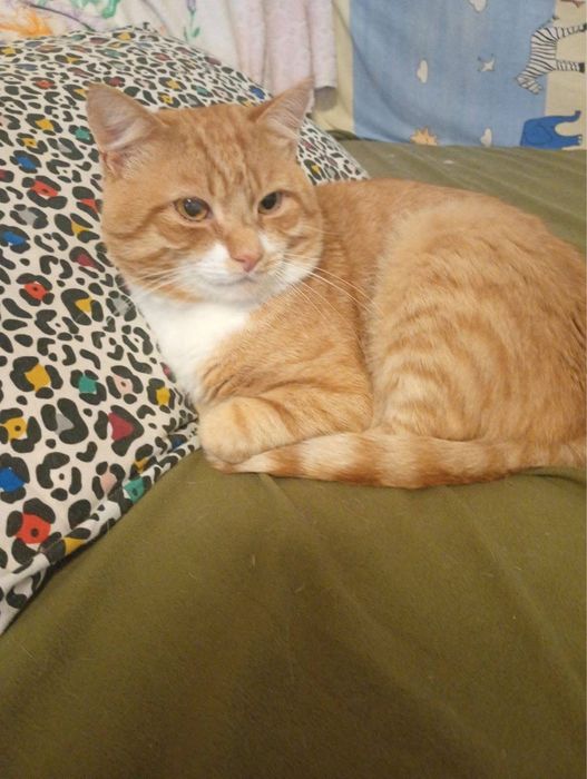 Котик і кішечка в люблячі родини