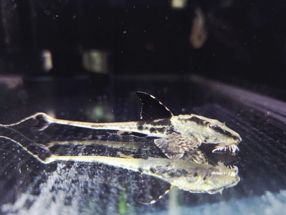 Loricaria rio ATABAPO