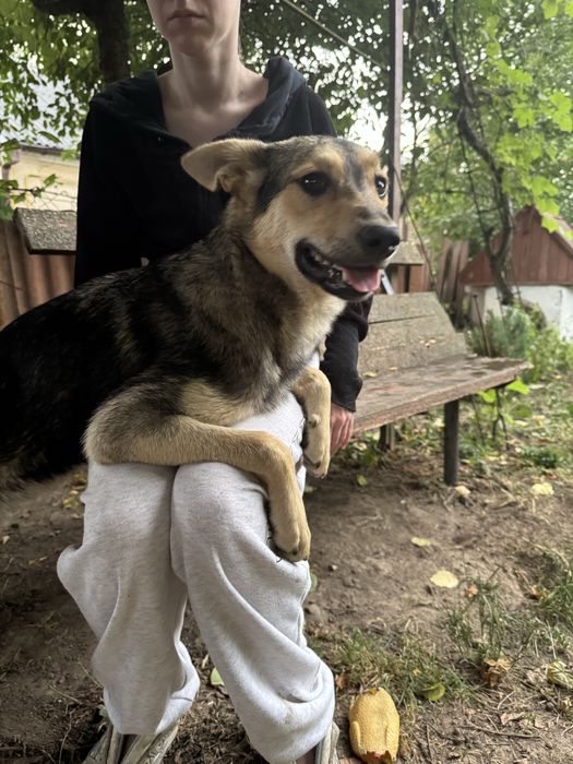 Боніта шукає дім